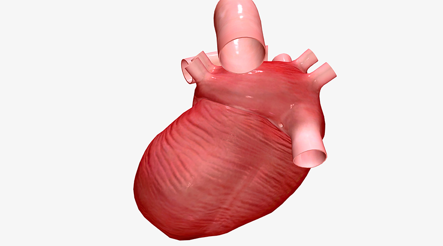 Raízes do problema - o que pode causar a miocardiopatia dilatada